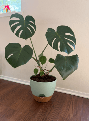 Plant sale! 1