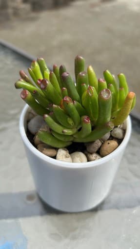 Flower-Gollum Jade for sale 1